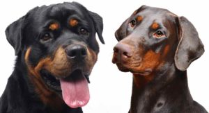 doberman vs rottweiler