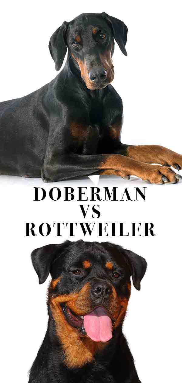 Doberman vs Rottweiler Similar Looks But Different