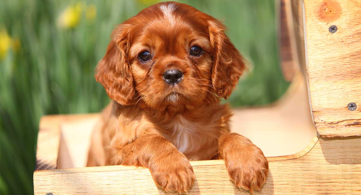The Very Best Dog Names That Start With C