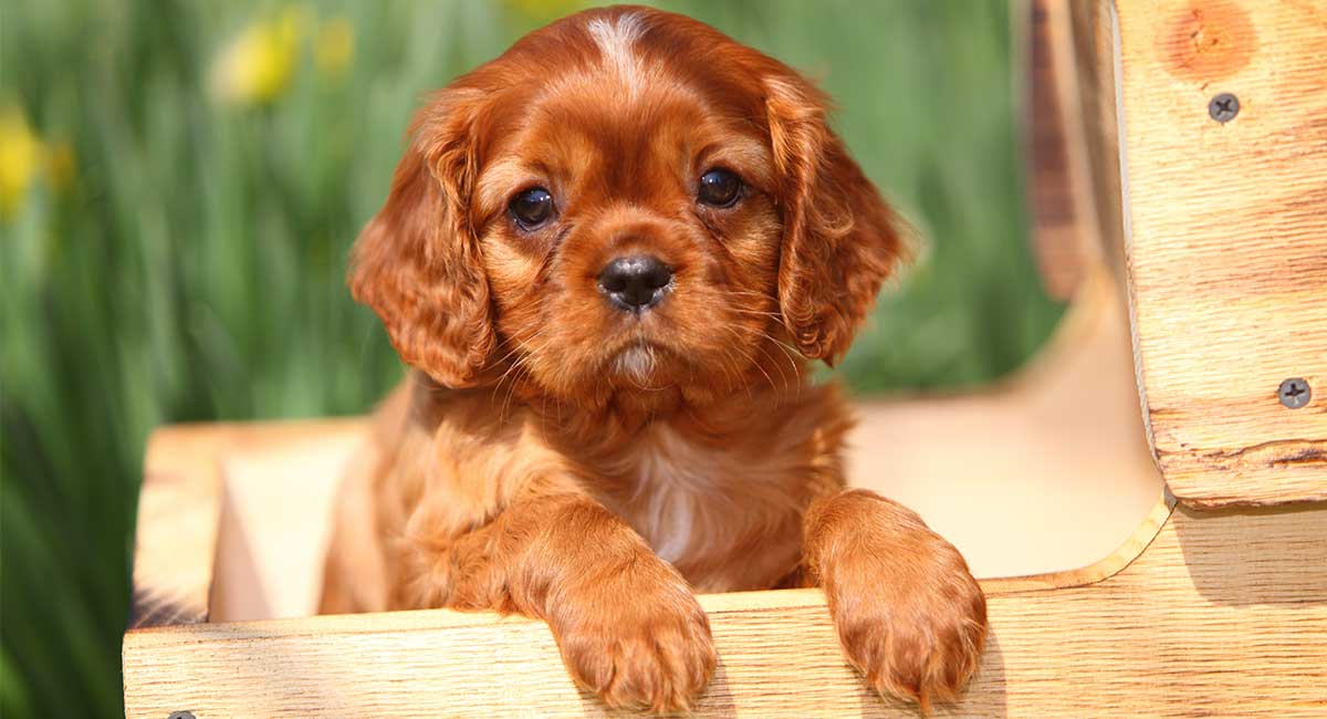 Top 10 cute dog names that start with c You Need To Know