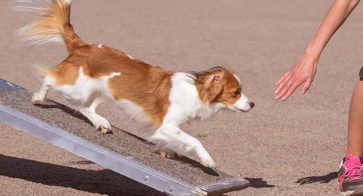 dog car ramp stairs