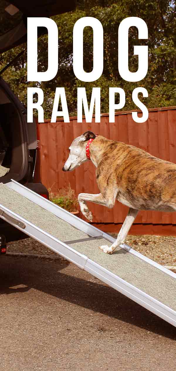 best dog ramps