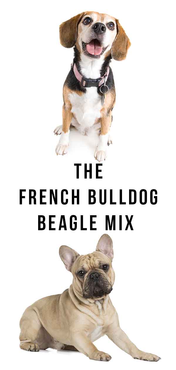 frengle beagle bulldog mix french aware issues should health any