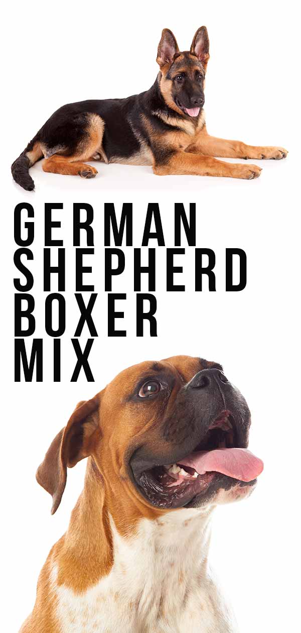 German Shepherd Boxer Mix Puppies / Puppy Sanseilife - Very friendly