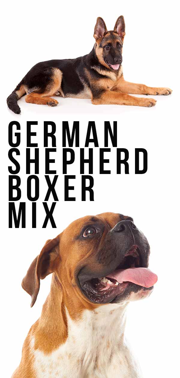 German Shepherd Boxer Mix Loyal Guardian Or Loving Companion