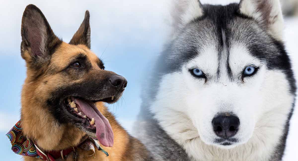 husky and german shepherd