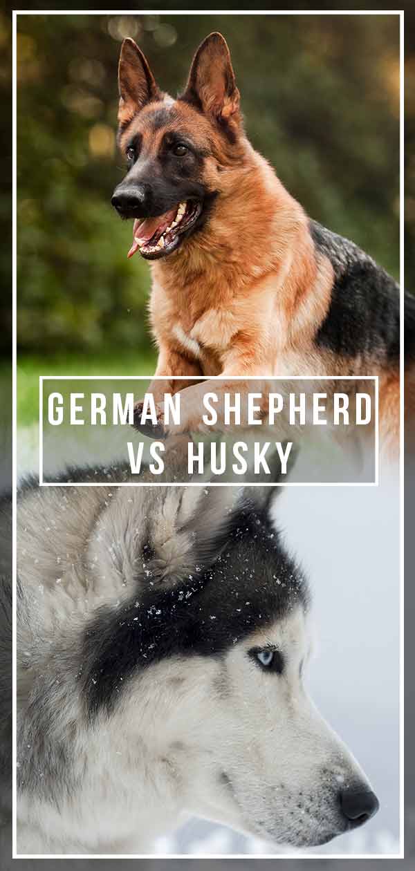 are huskies better than german shepherds