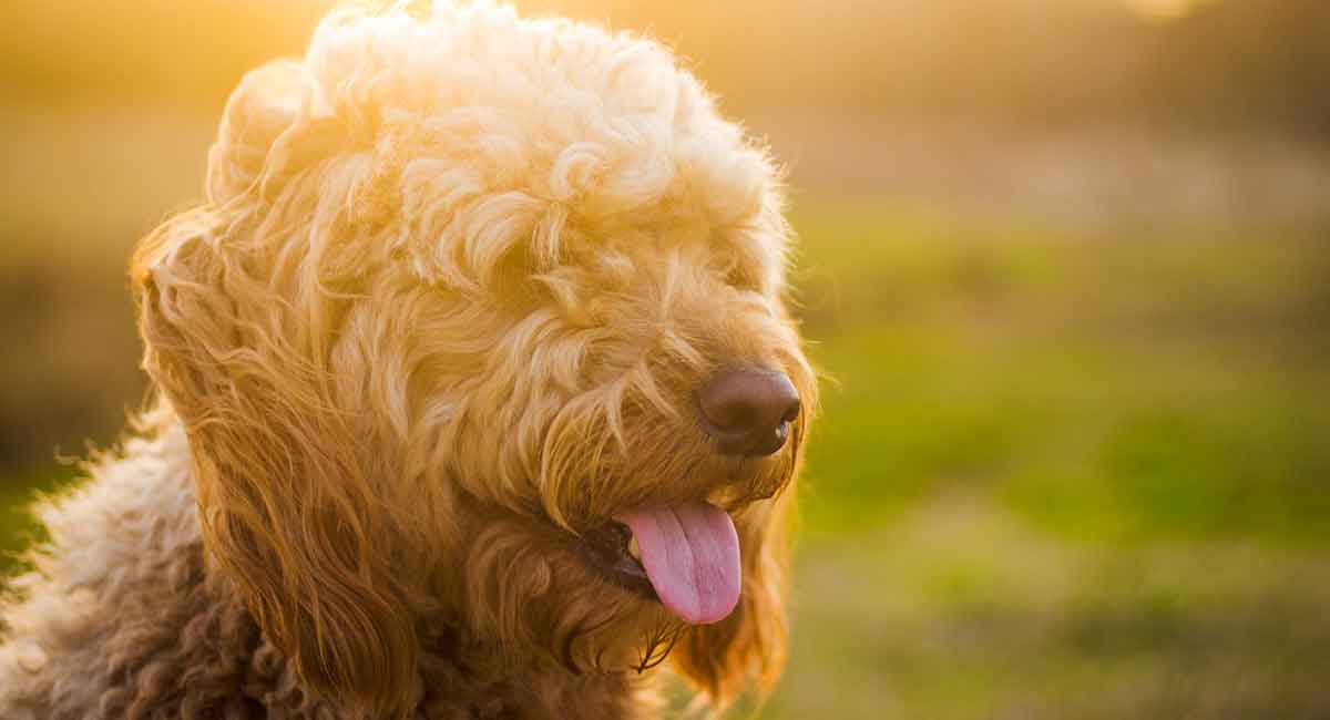 top goldendoodle names