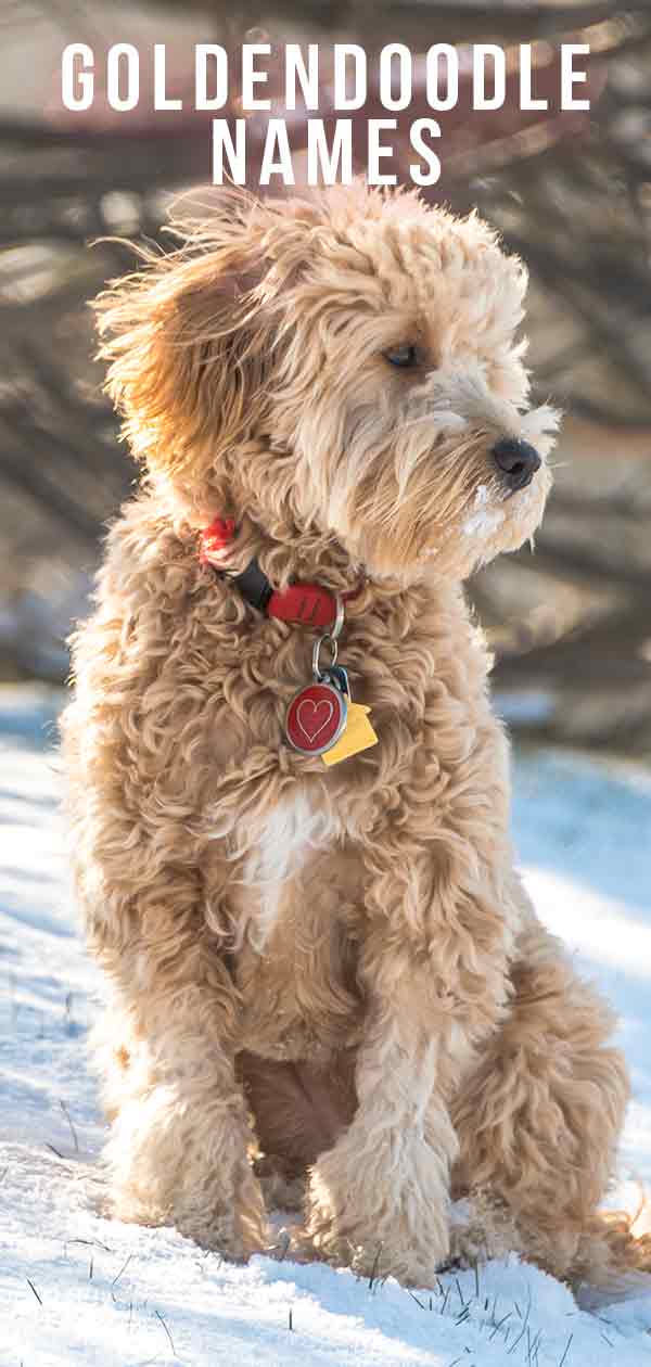 Goldendoodle Male Dog Names: Kickstart Your Naming Journey