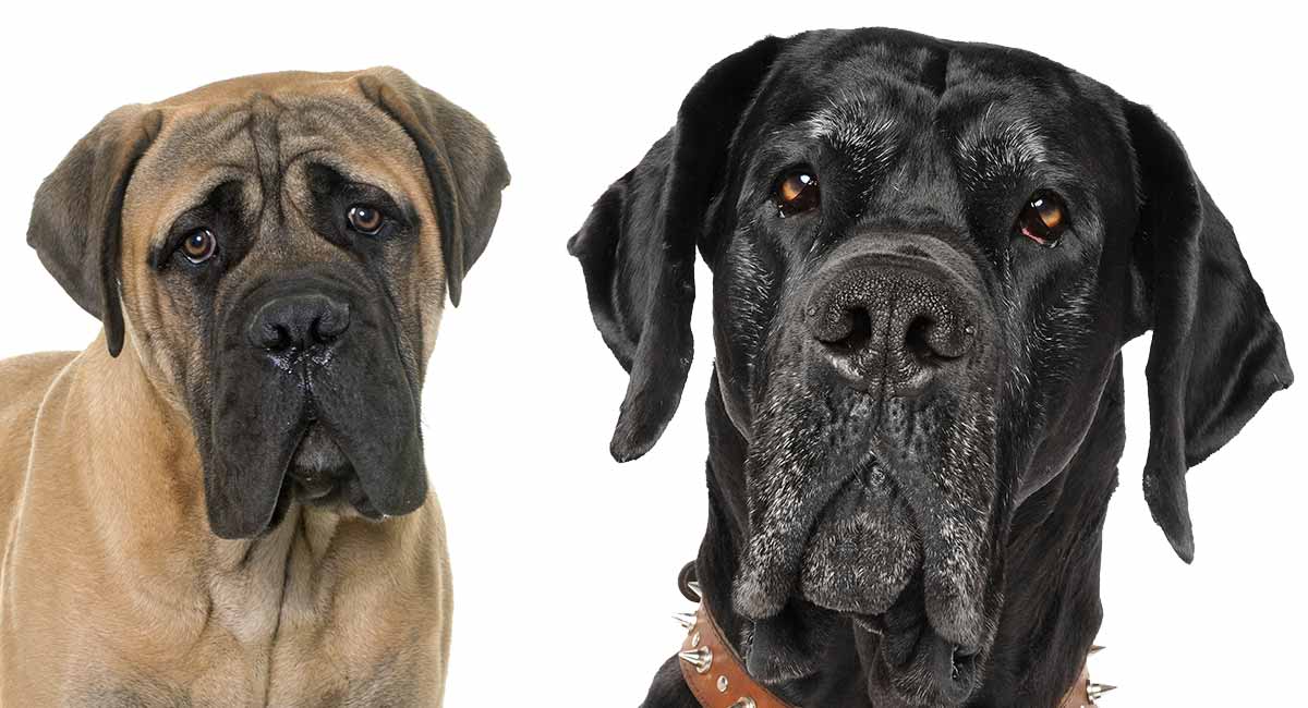 American Mastiff Growth Chart