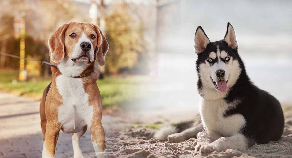 beagle malamute mix