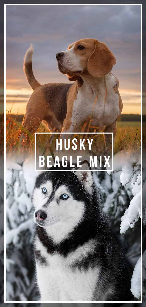 beagle malamute mix