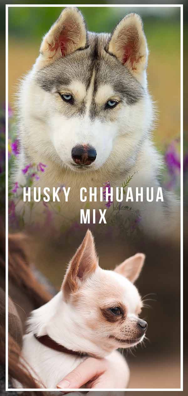 are huskies safe around chihuahuas