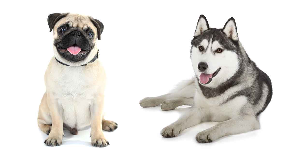 husky crossed with pug