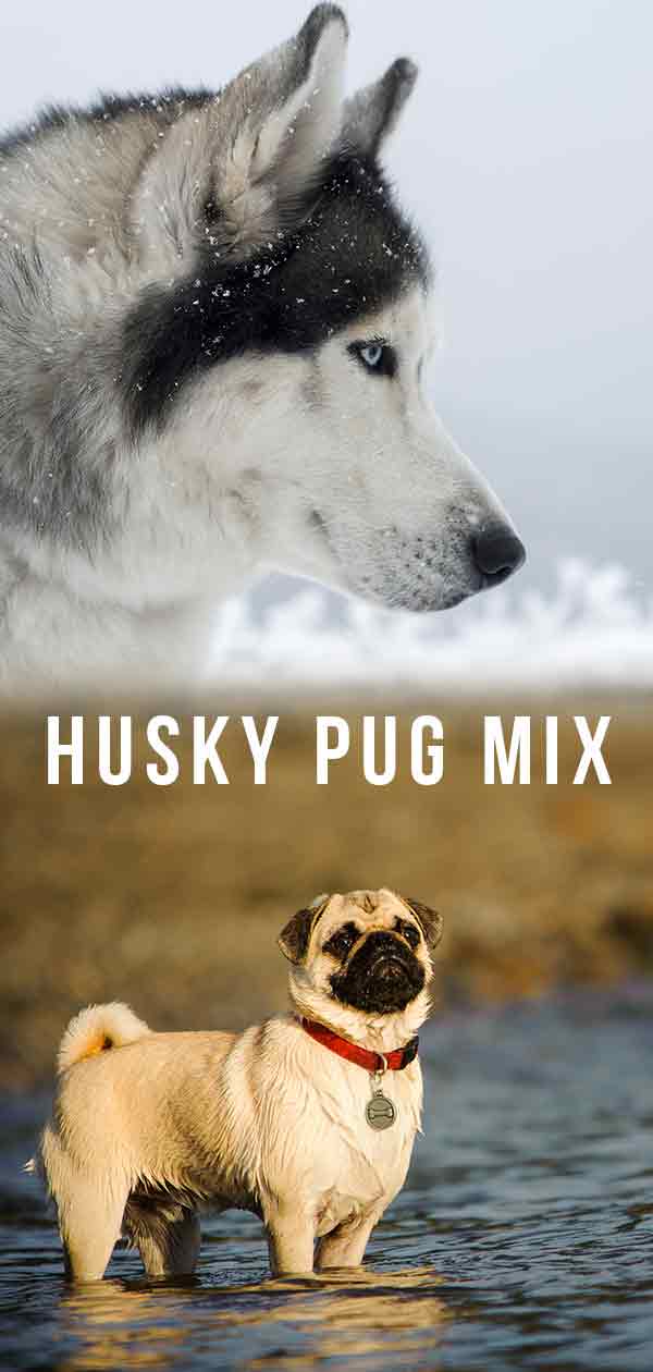 pug x husky