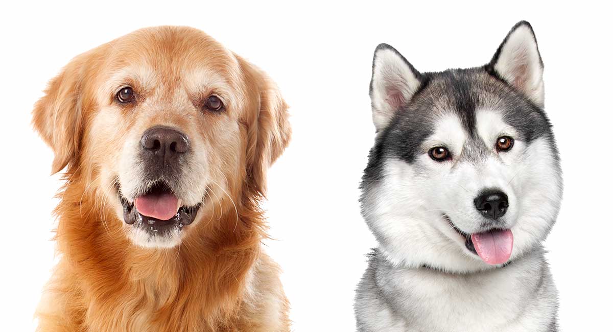 are siberian huskies good therapy dogs