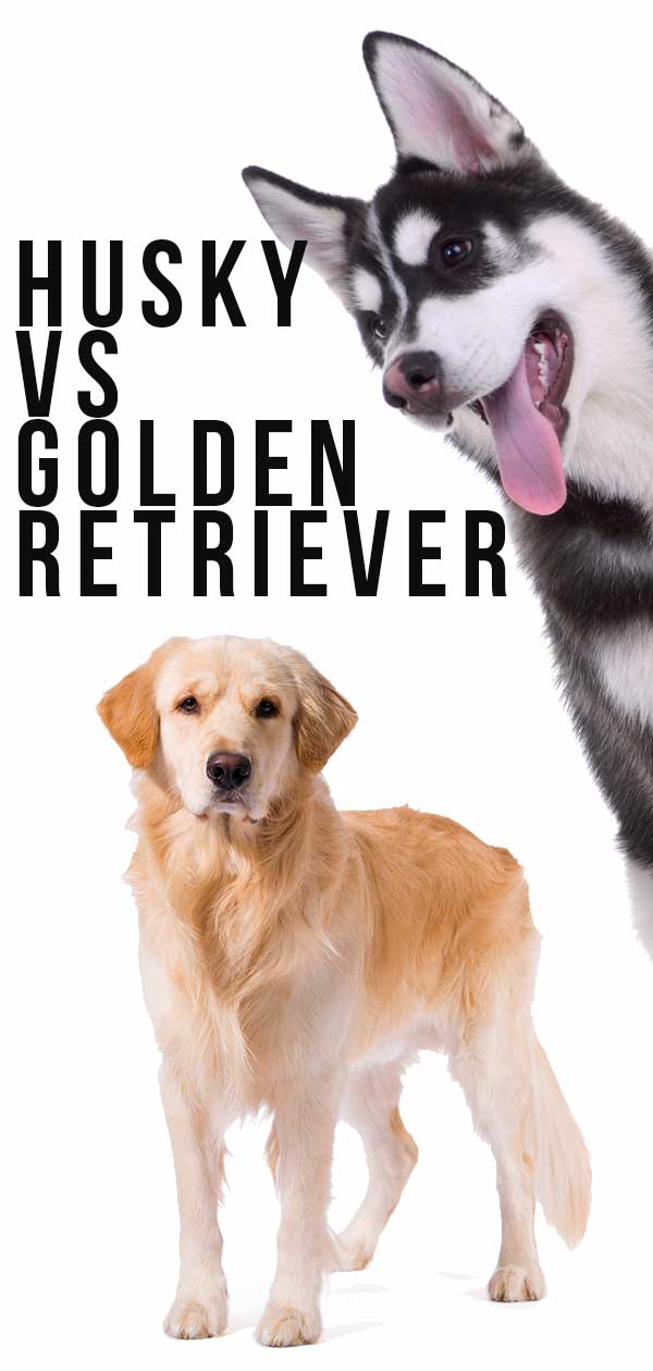 husky vs golden retriever