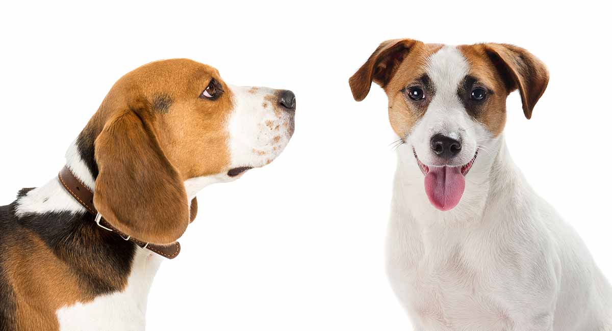 how long do beagle jack russells live