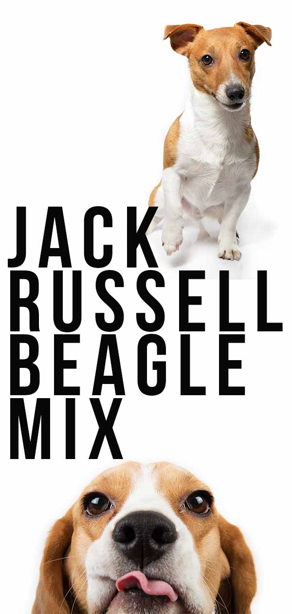 Jack Russell Beagle Mix Is This Energetic Breed For You