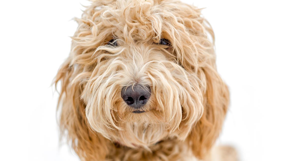 cutest labradoodle names