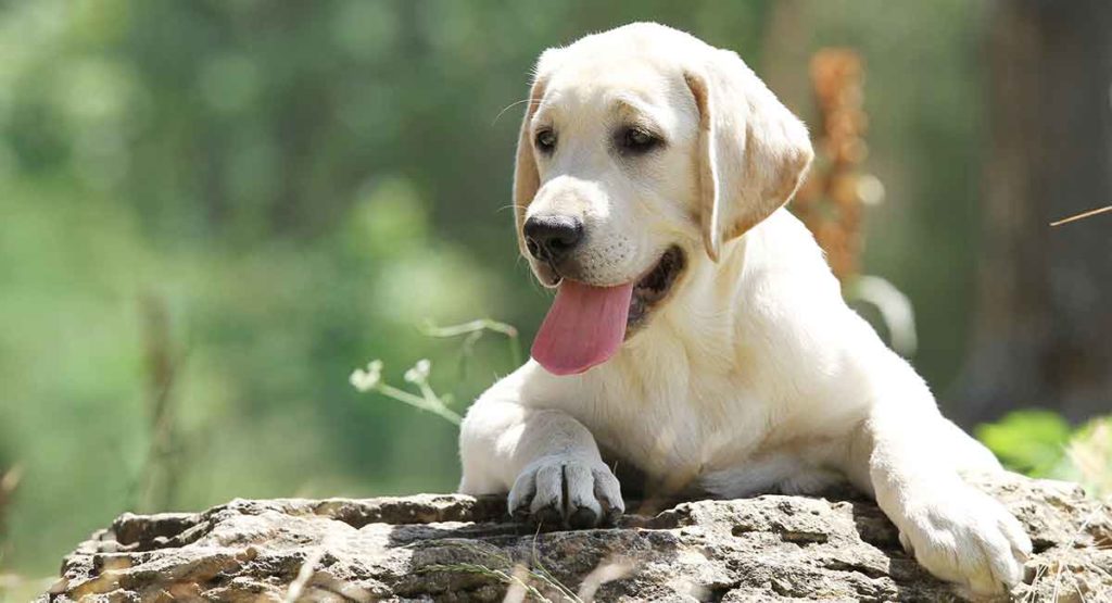 Labrador Names Over 300 Yellow Black And Chocolate Lab Names