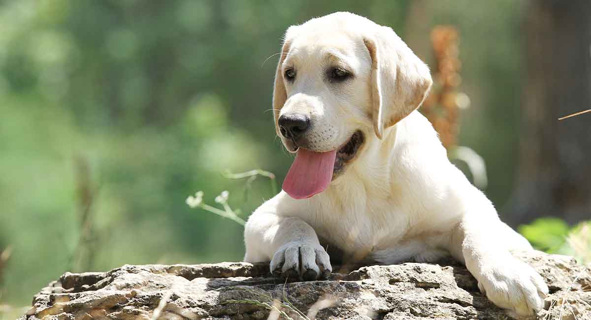 labrador teckel mix