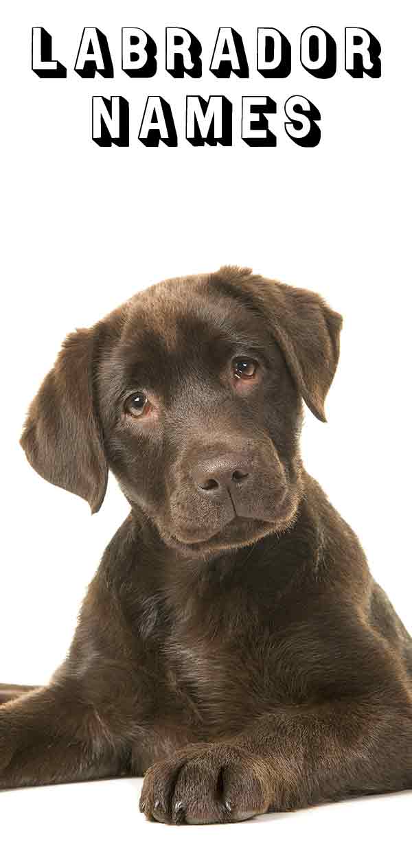 Hundreds Of Labrador Names Which Suits Your Dog Best?