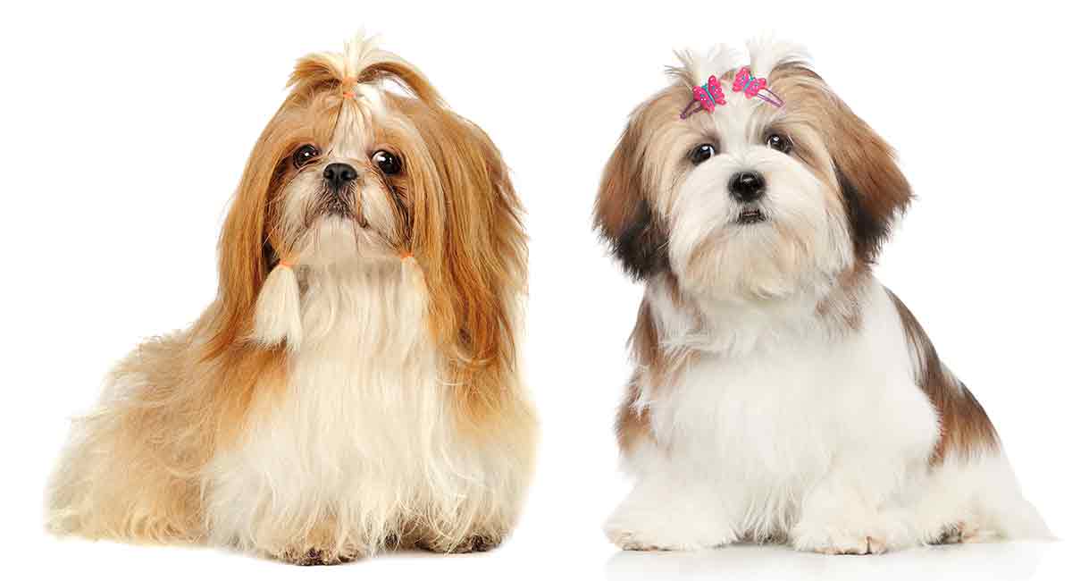 Diff 233 rence Entre Lhassa Apso Et Shih Tzu Diverses Diff 233 rences