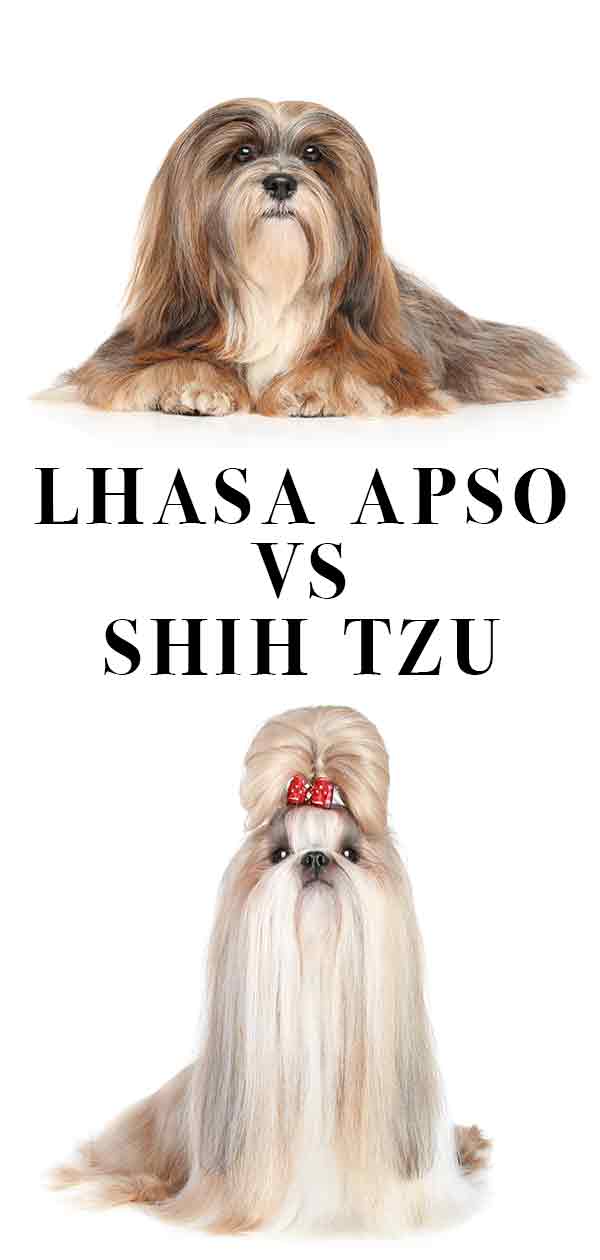 Lhasa Apso Vs Shih Tzu Can You Spot The Difference