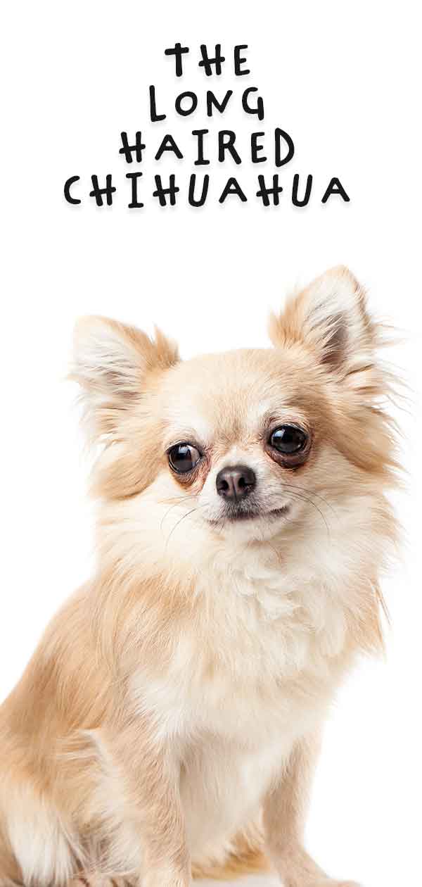 show grooming long coat chihuahua