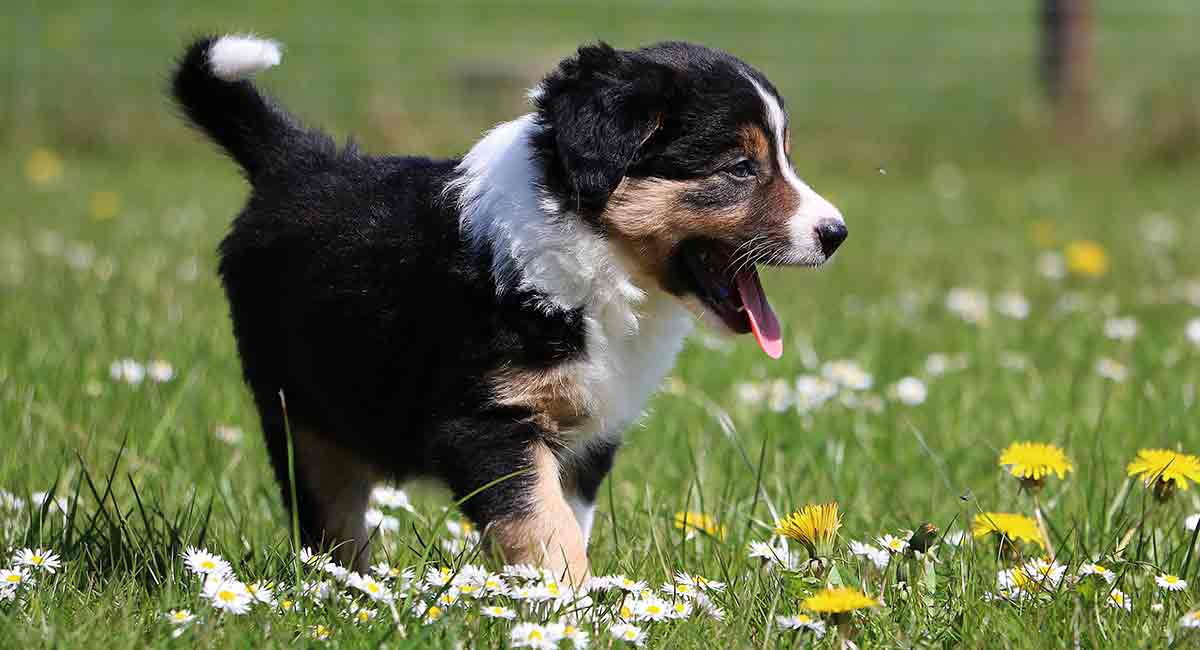 mini bernese mountain dog