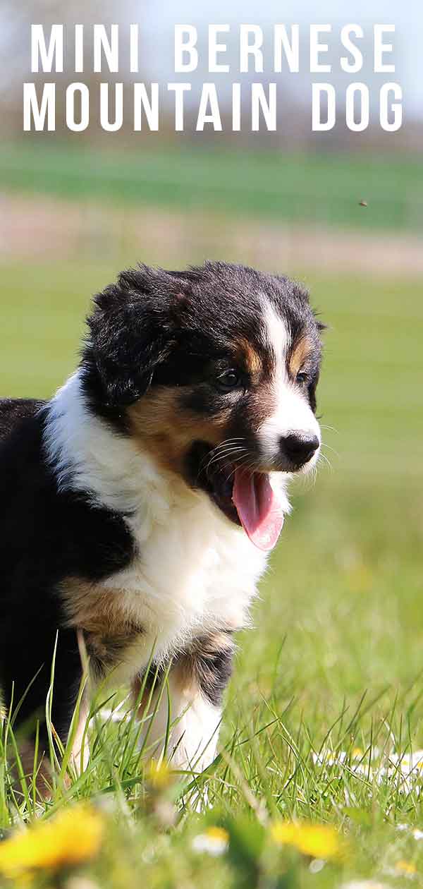 mini bernese mountain dog