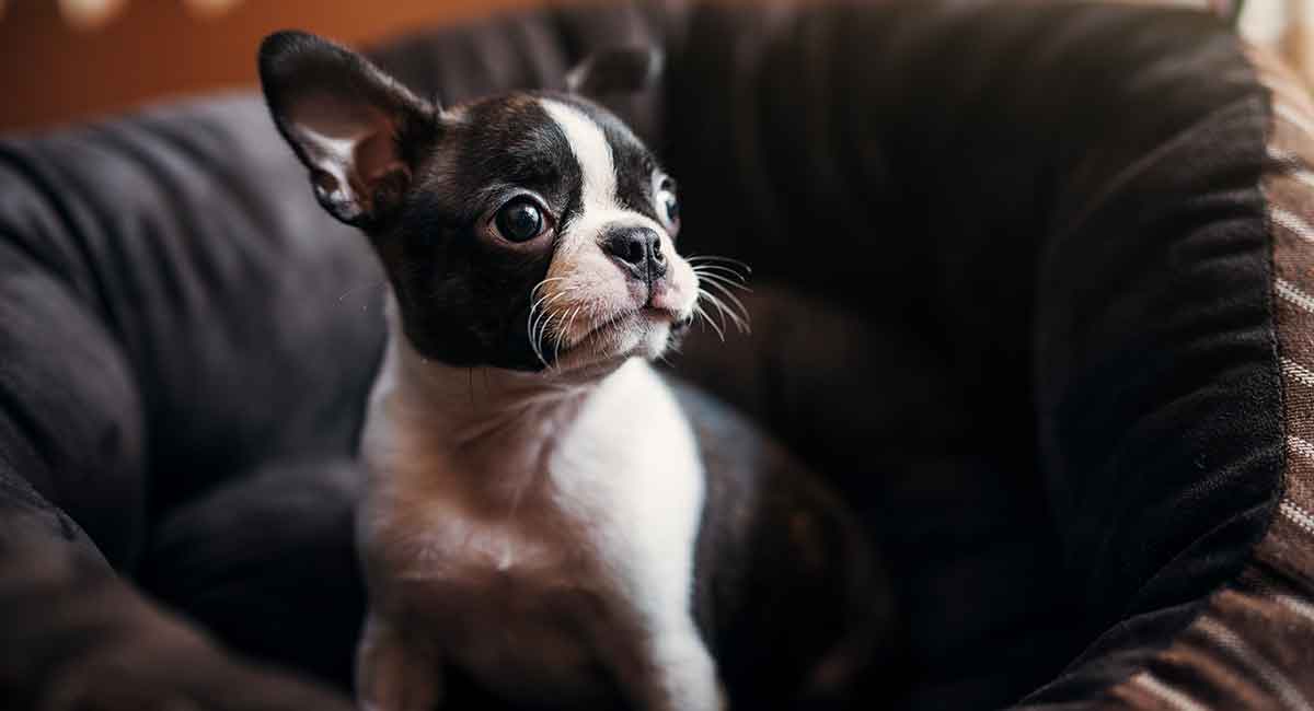 do boston terrier puppies shed