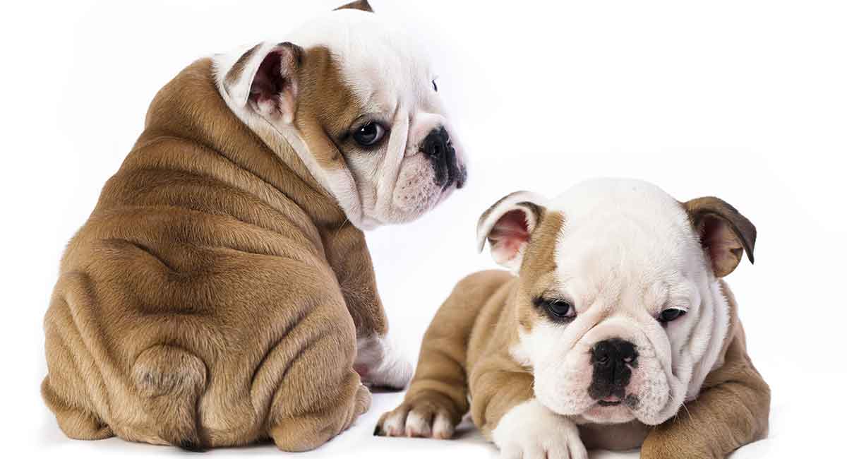 Mini Bulldog – Your Guide to a Tiny Version of a Classic Breed