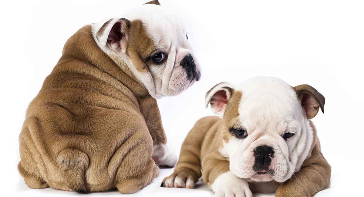 Verwonderlijk Mini Bulldog – Your Guide to a Tiny Version of a Classic Breed GO-97