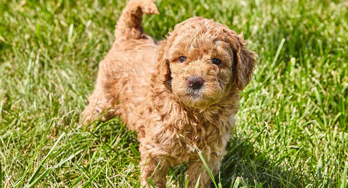 Toy Poodle Golden Retriever Mix - Mini GolDenDooDle Long