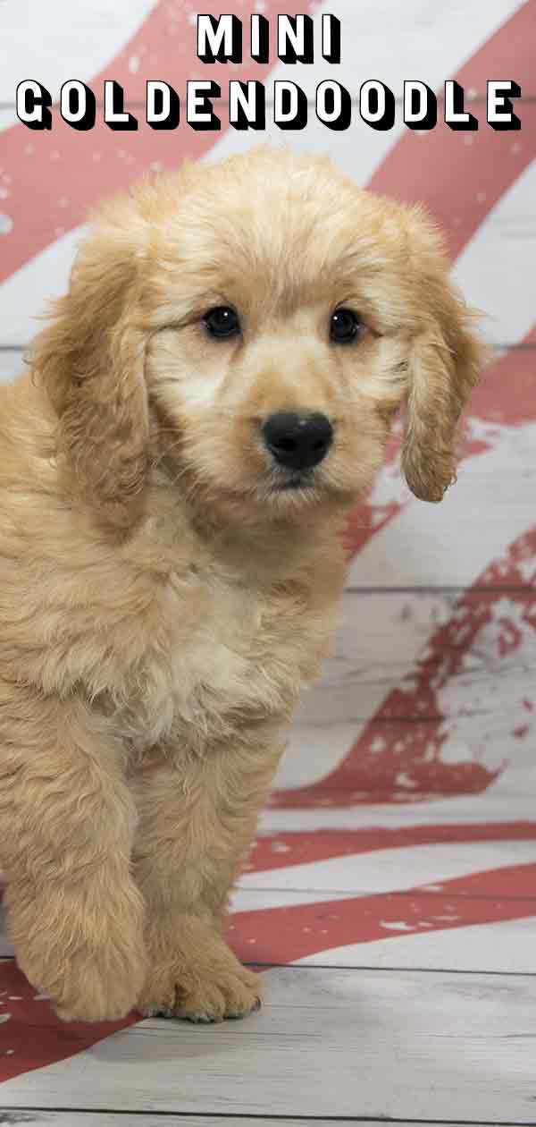 Mini Goldendoodle - Golden and Poodle