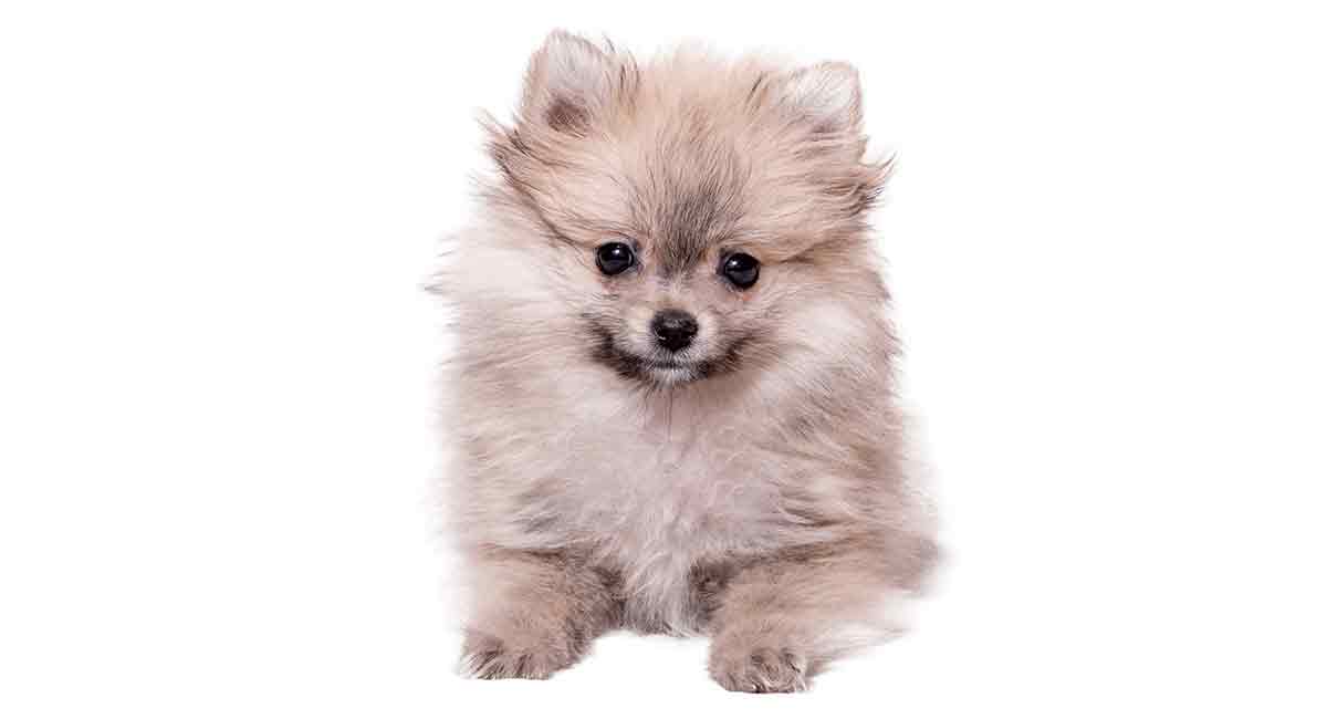 miniature pomeranian full grown