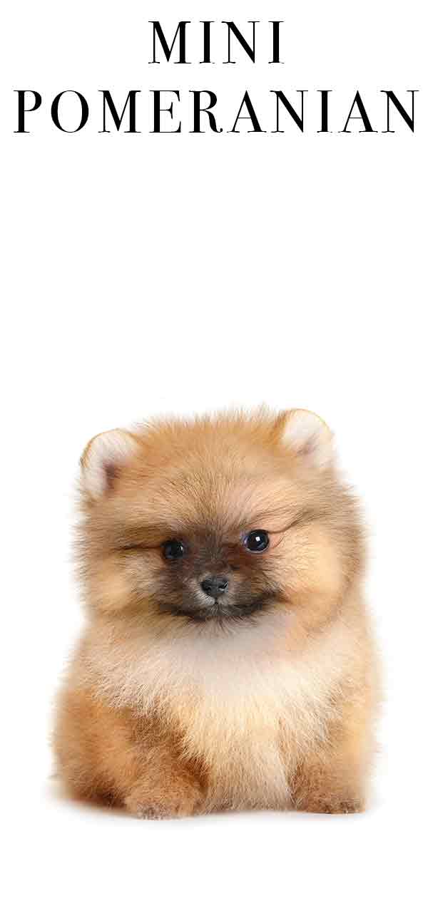 mini pomeranian