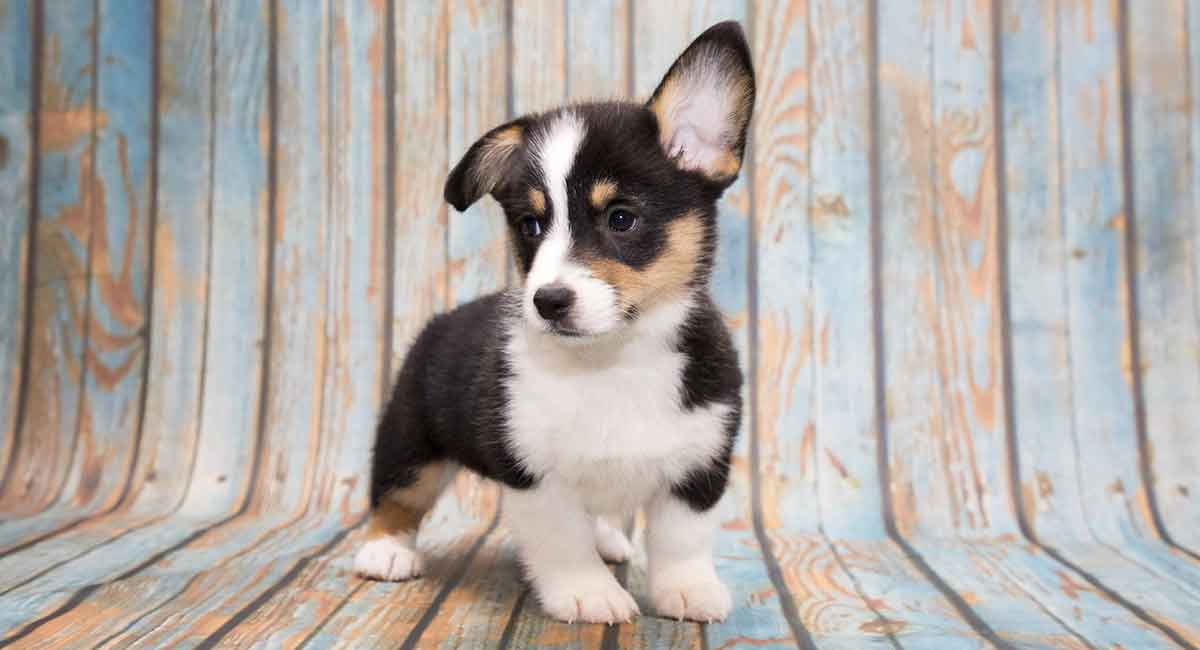 Miniature Corgi Can Your Favorite Dog Come In An Even Tinier Package