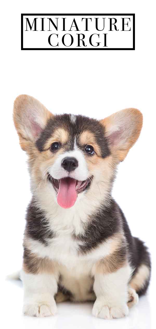 are corgi dogs breed miniature