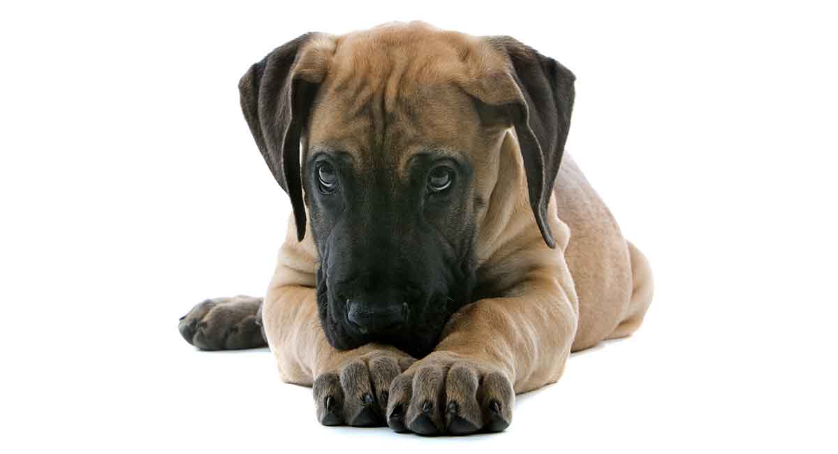 is there such a thing as a miniature great dane