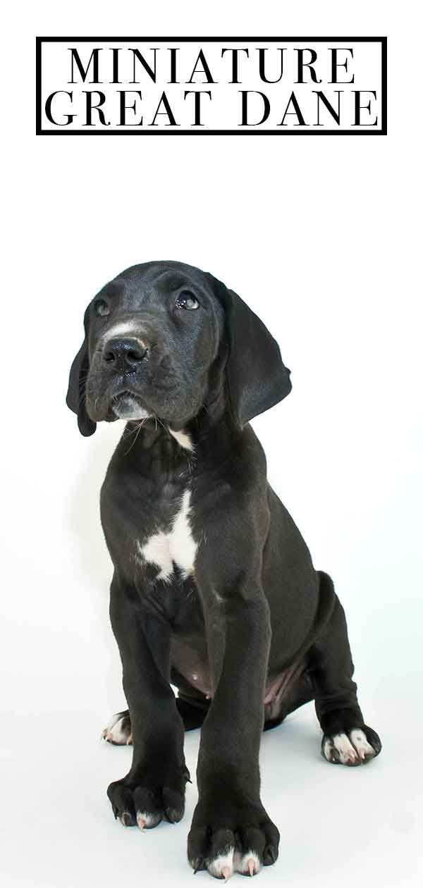 miniature great dane pictures