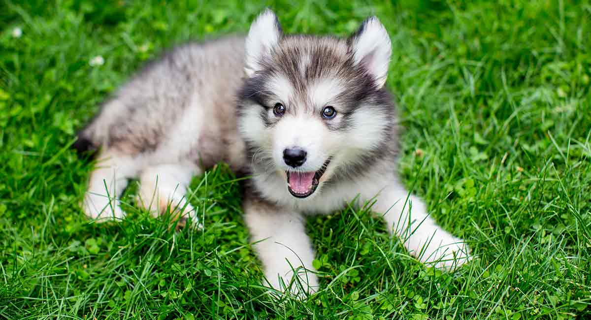 are huskys good with little dogs