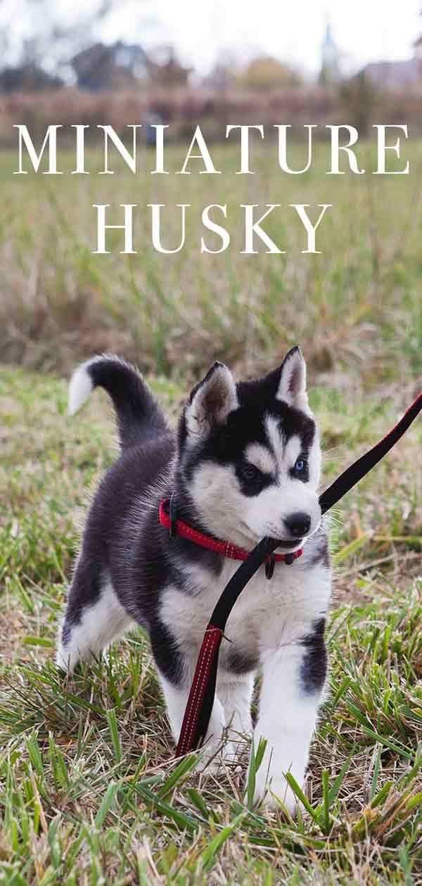 Learn about the Mini Husky