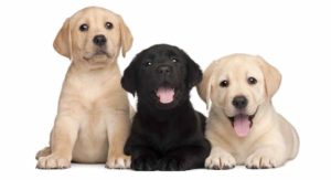 miniature labrador