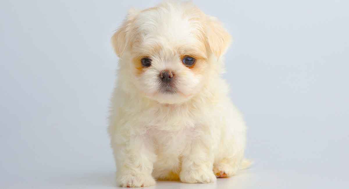 teacup maltese