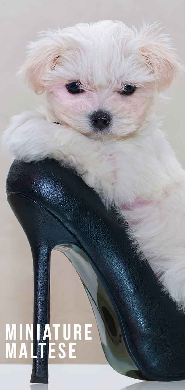 Teacup Maltese Discover The Miniature Maltese Dog