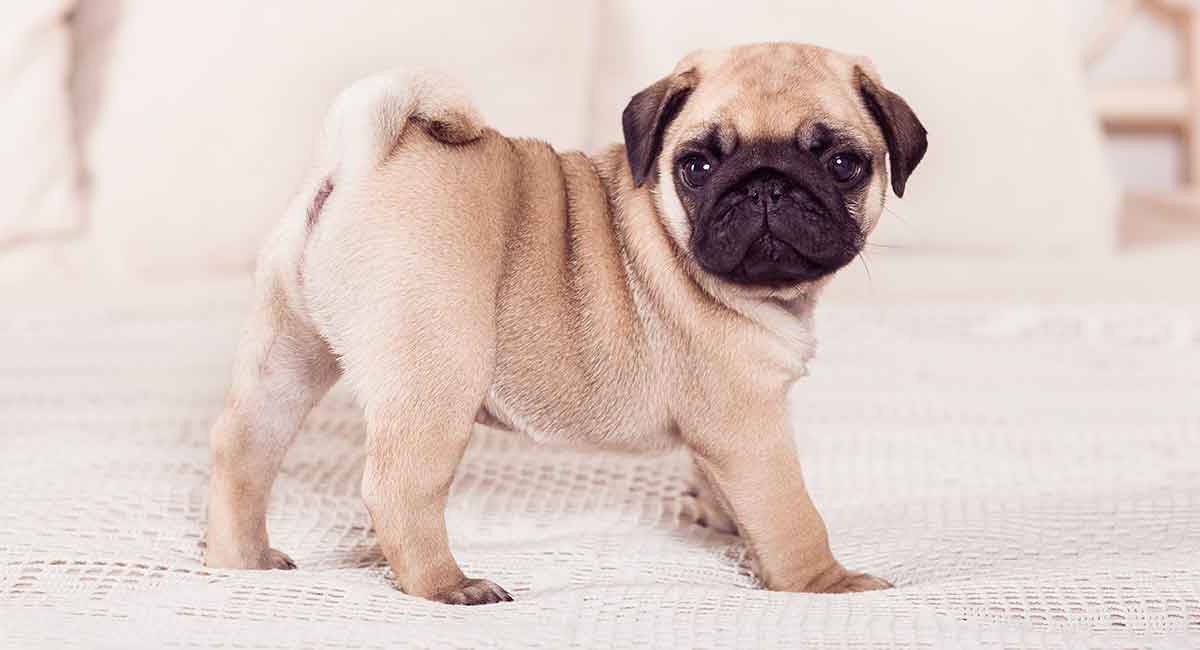 Miniature Pug – Could This Be the Chug 