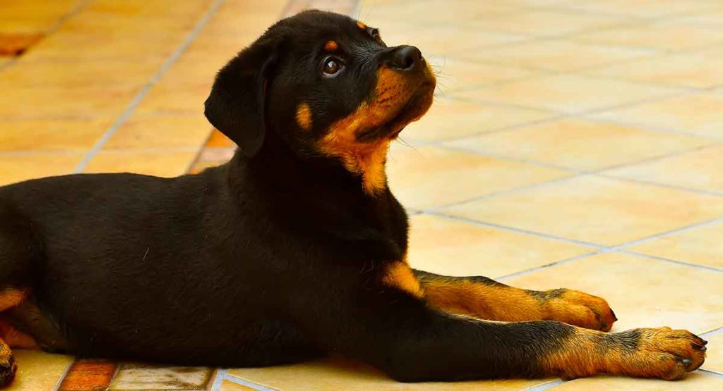 miniaturowy rottweiler